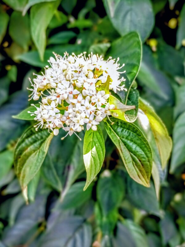 Декоративный дёрен белый - Veera V