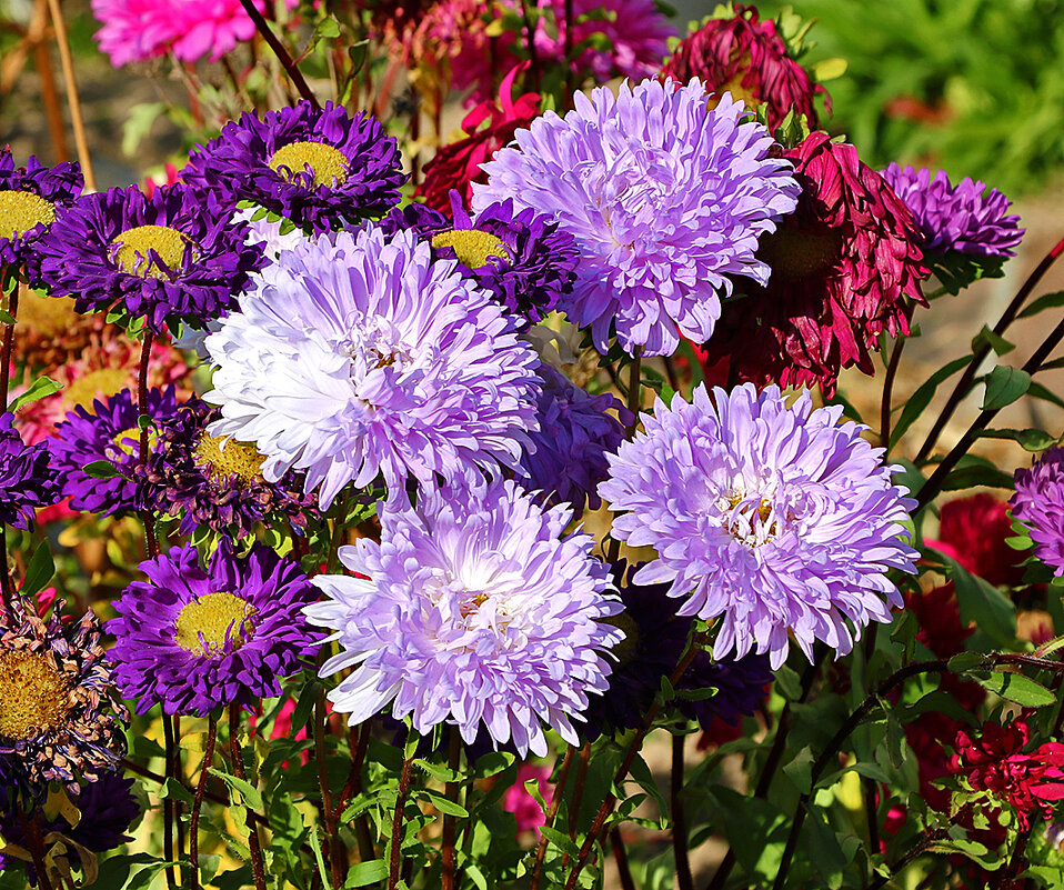 Астры, астры... - Светлана 