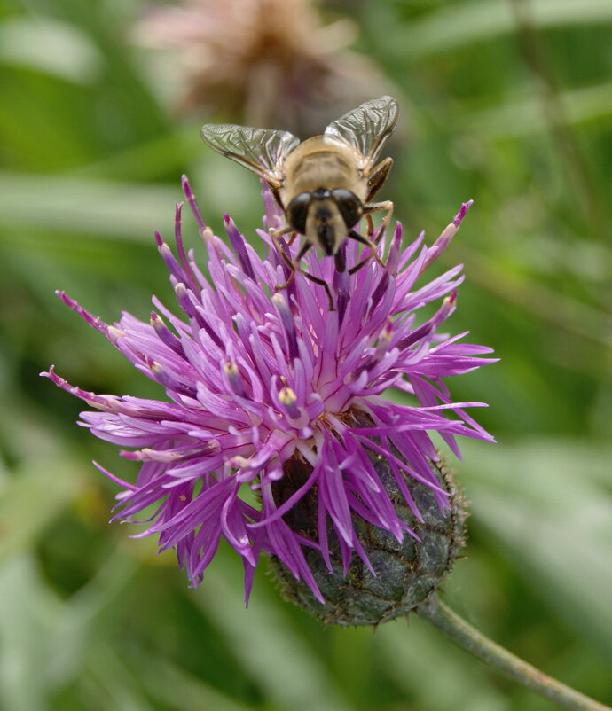 Цветочек полевой и насекомое. - сергей ермошкин