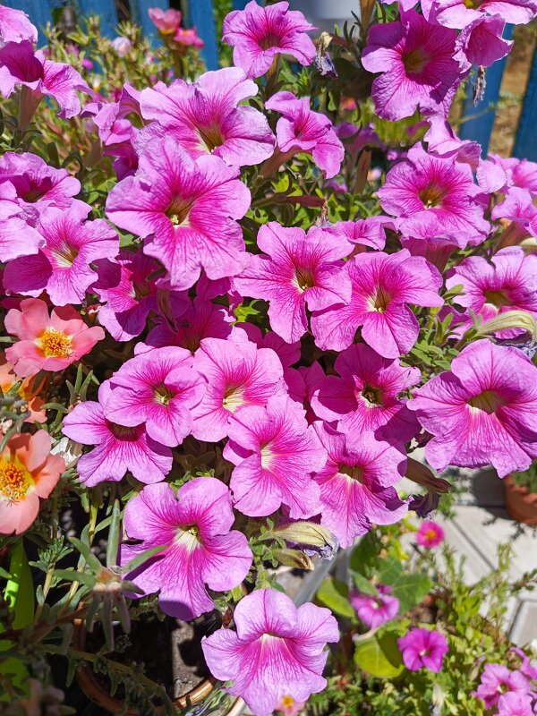 Цветение - Татьяна Пальчикова