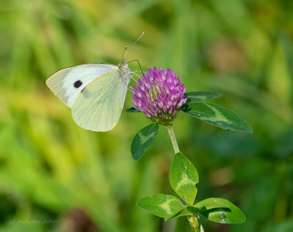 *** - Андрей Андрианов