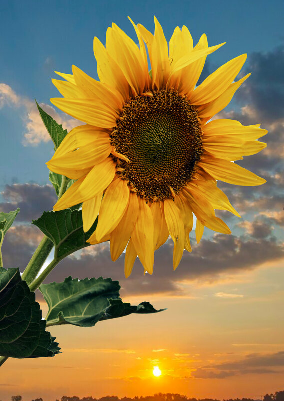 Подсолнух. - Анатолий Уткин