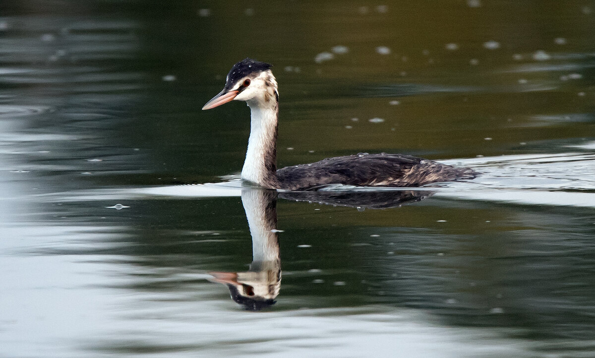 Чомга. - Владимир Безбородов Чомга. - Владимир Безбородов