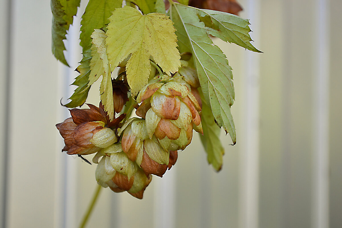 хмель - Ольга 