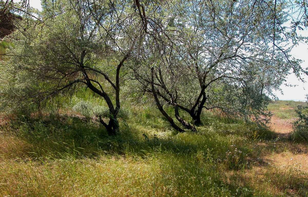 Роща на берегу моря - Наталья Лунева 