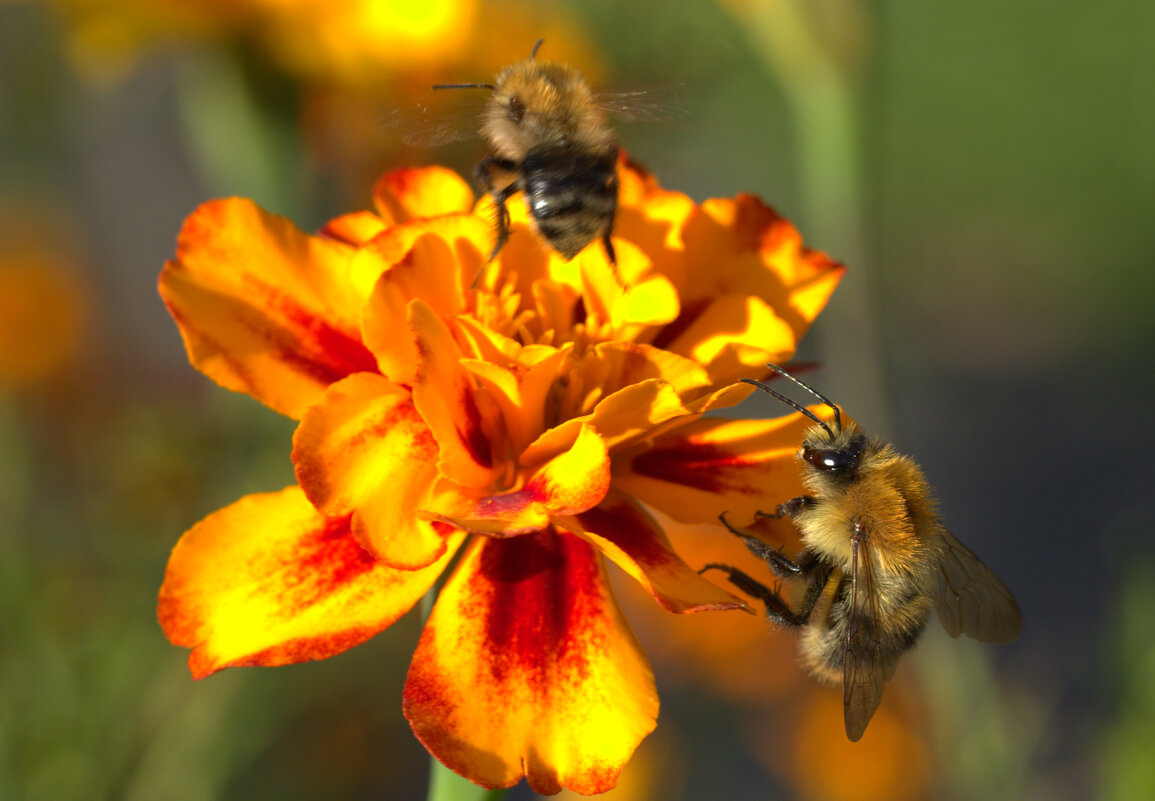 В очереди - Вячеслав Минаев