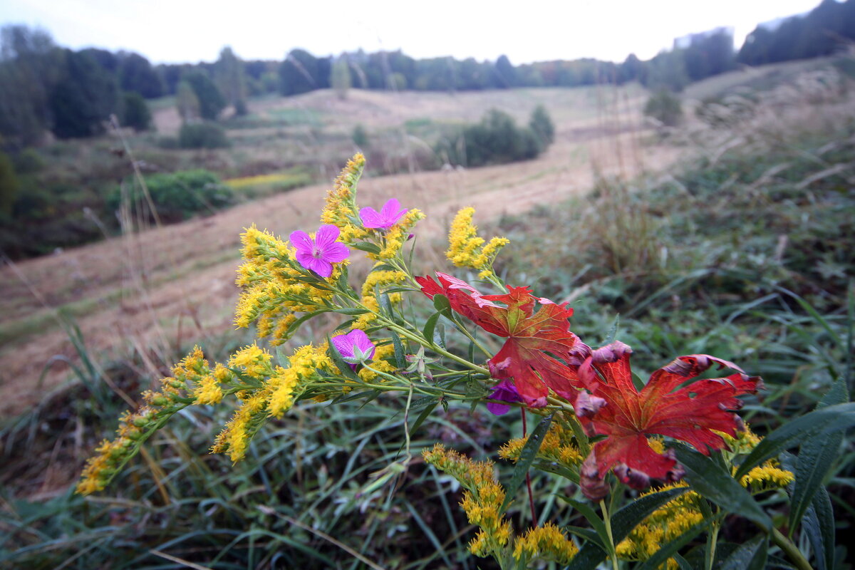 18 сентября в Царицыне - Михаил Бибичков 18 сентября в Царицыне - Михаил Бибичков