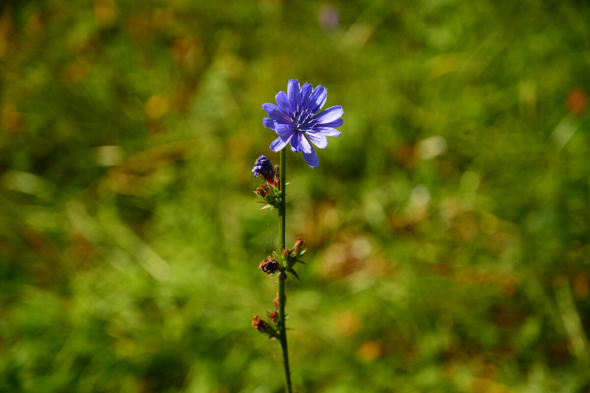 Цикорий. - Михаил Колосов 