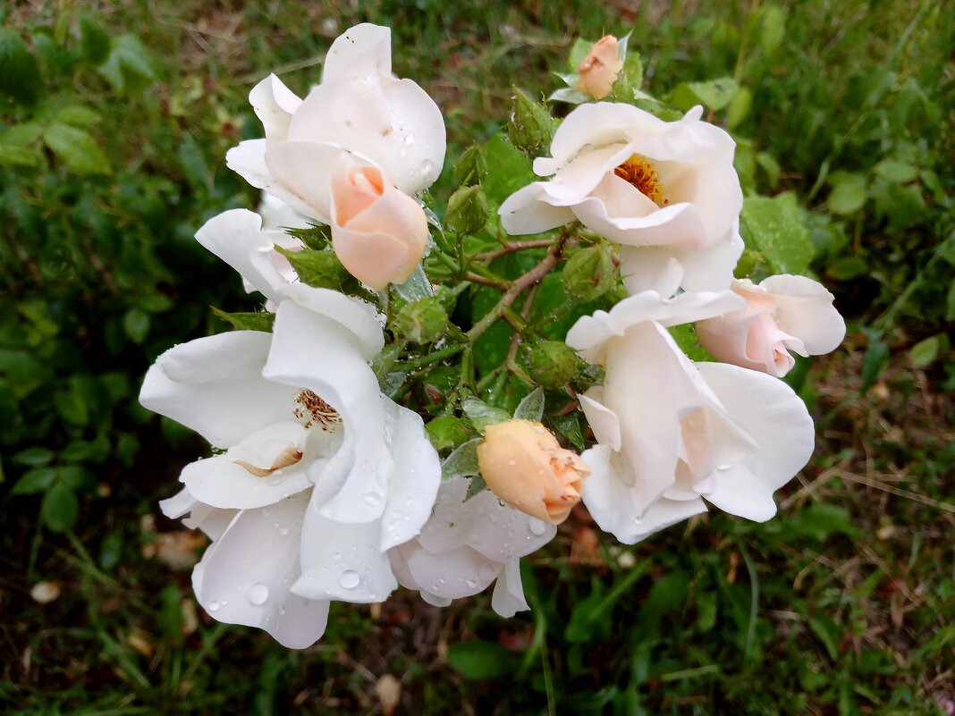 После дождя. - Лия ☼