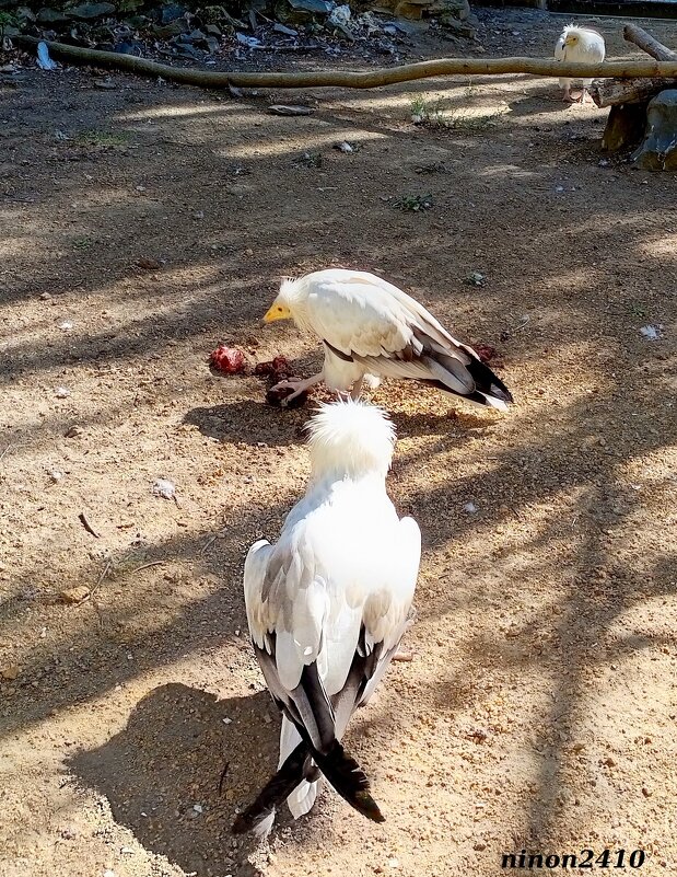В ростовском зоопарке - Нина Бутко В ростовском зоопарке - Нина Бутко