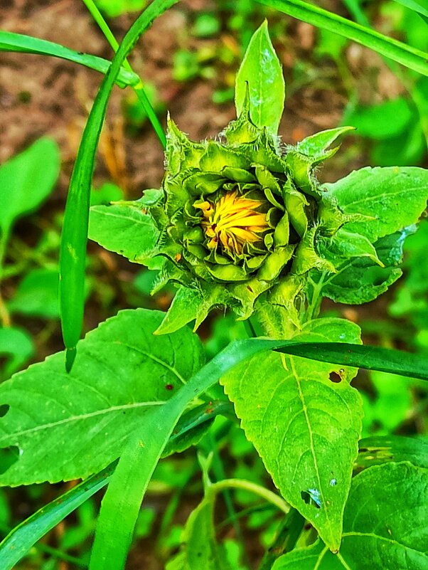 Подсолнушек в сентябре - veilins veilins