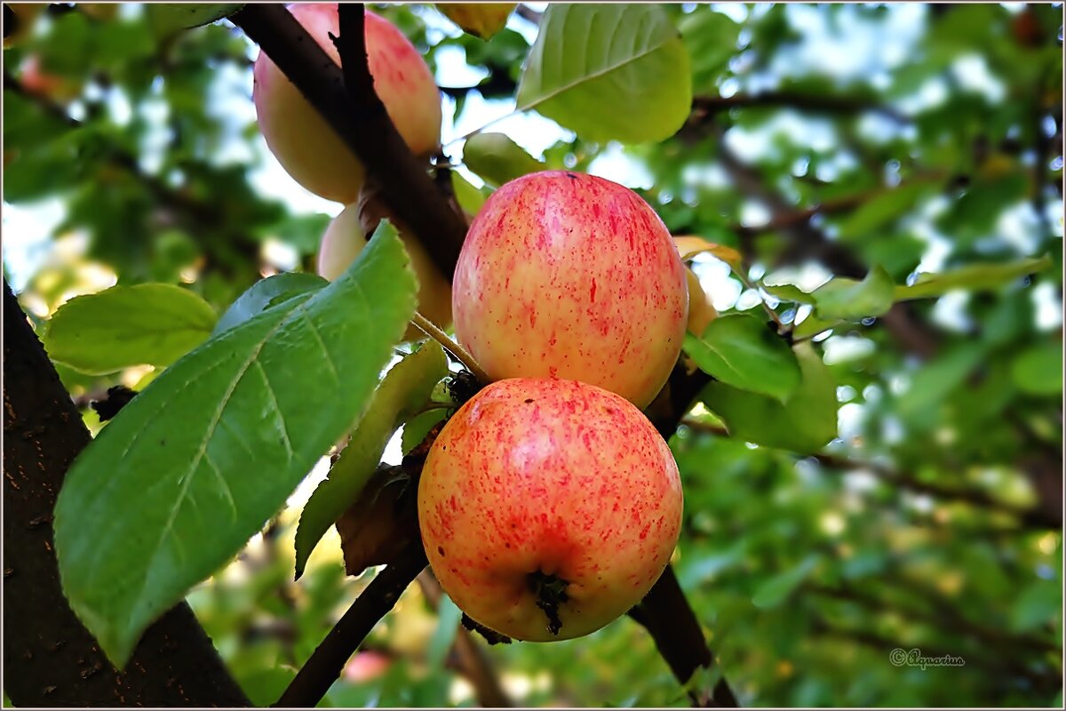 Бабье лето - Aquarius - Сергей