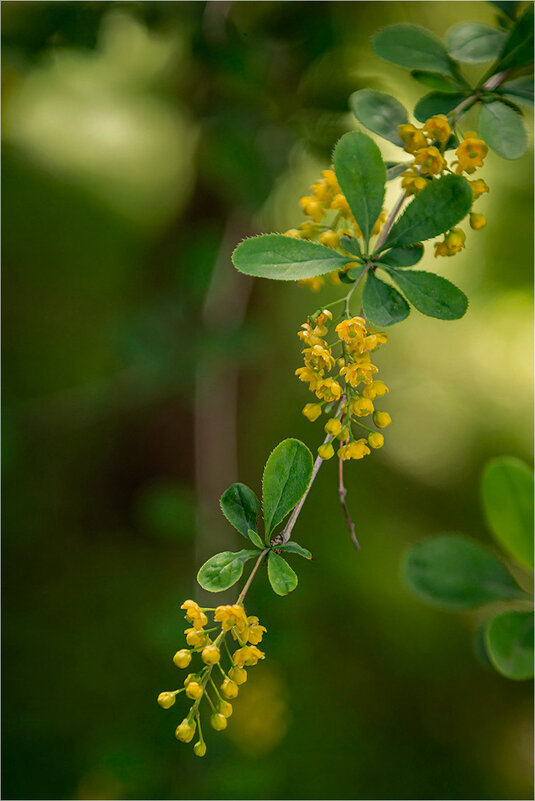барбарис - Ирина С