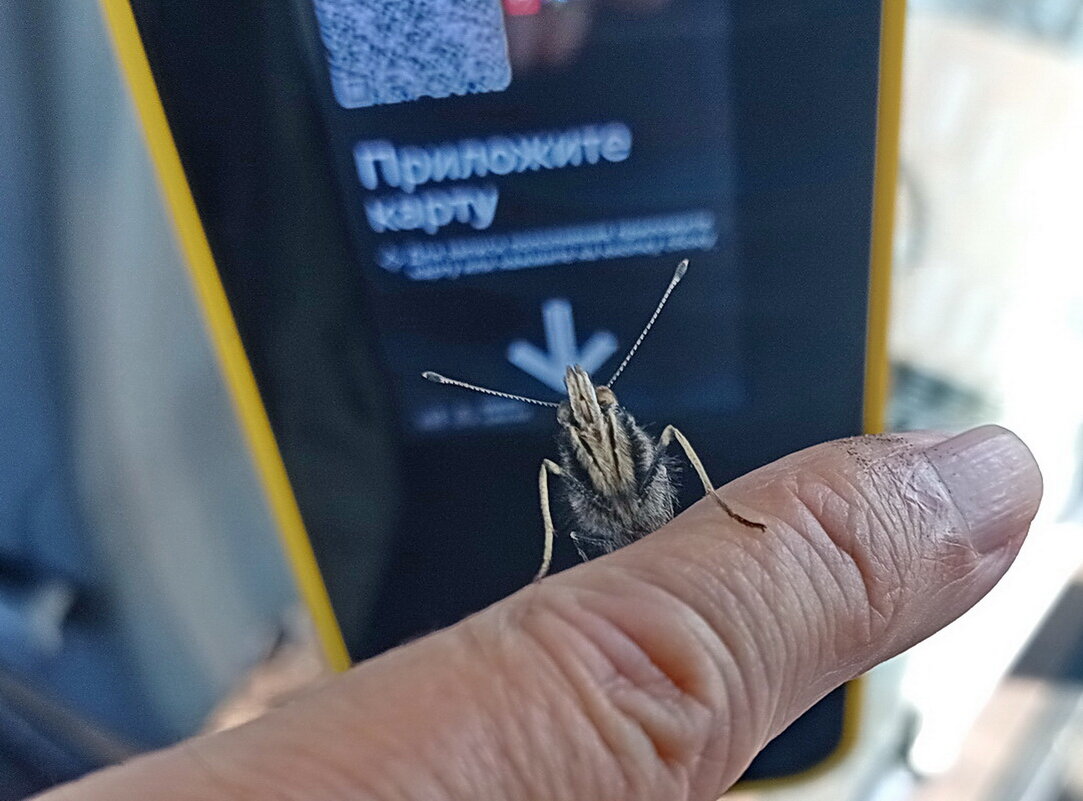 Адмирал оплачивает проезд на автобусе. - Александр Чеботарь