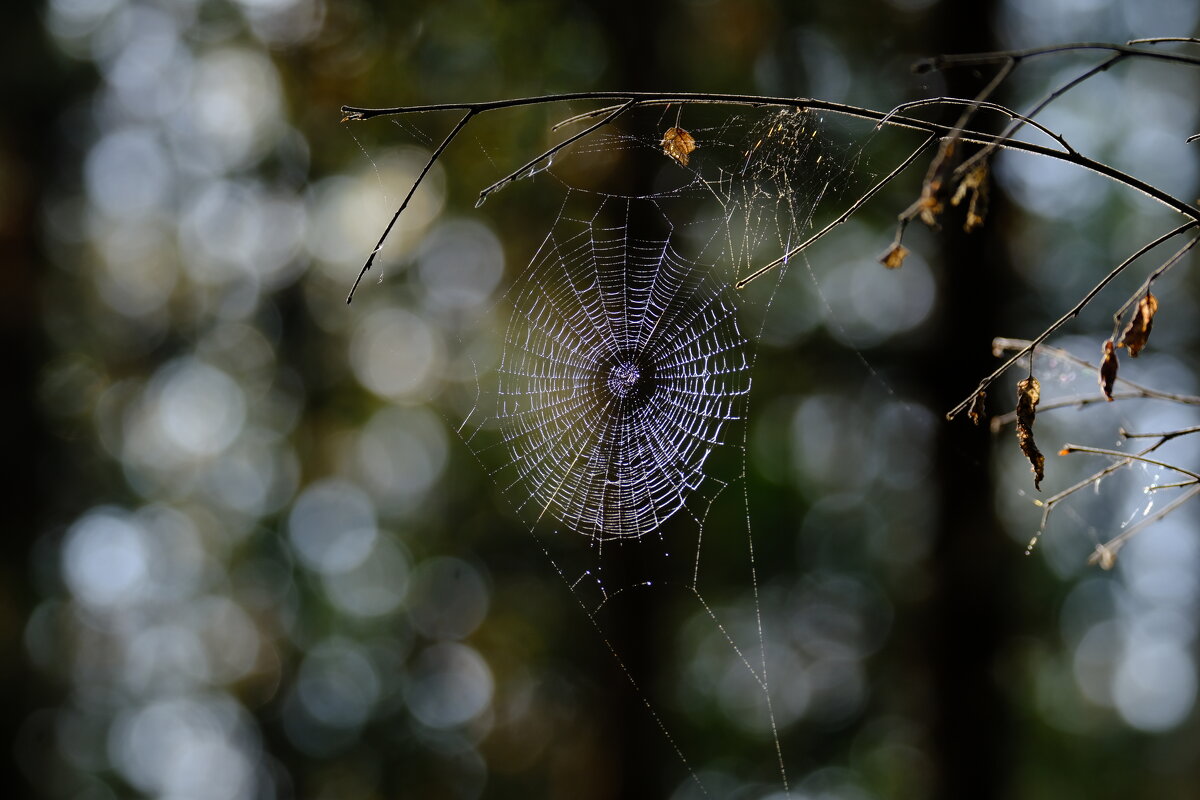 Лес и сети - Андрей Зайцев