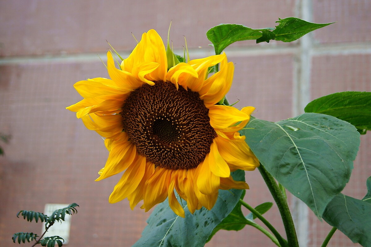 Одинокий подсолнух у стены многоэтажки - Игорь Тельцов