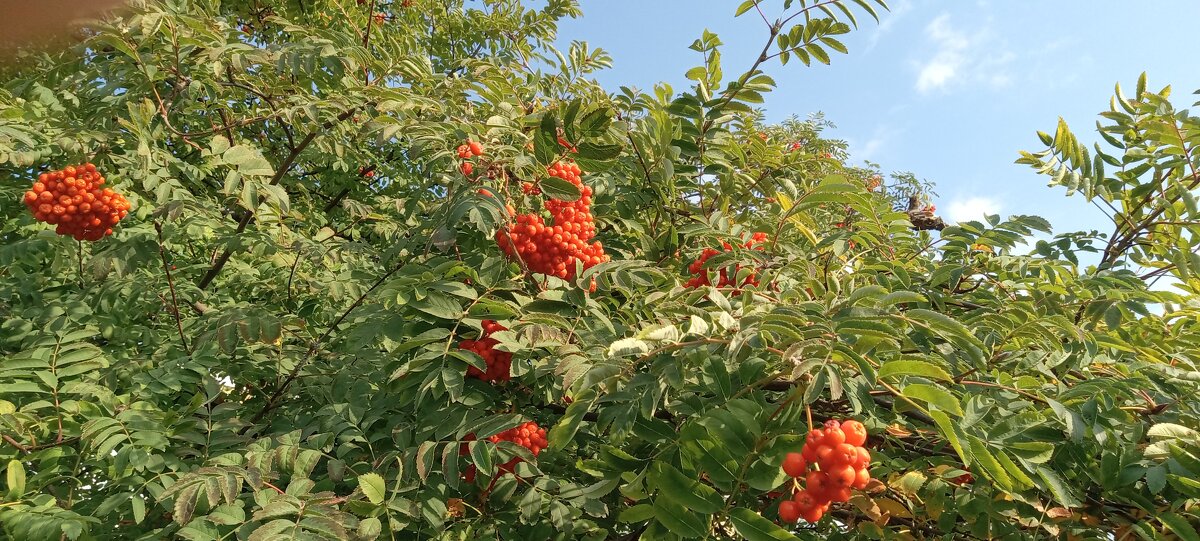 Рябина - Валерий Кокорев