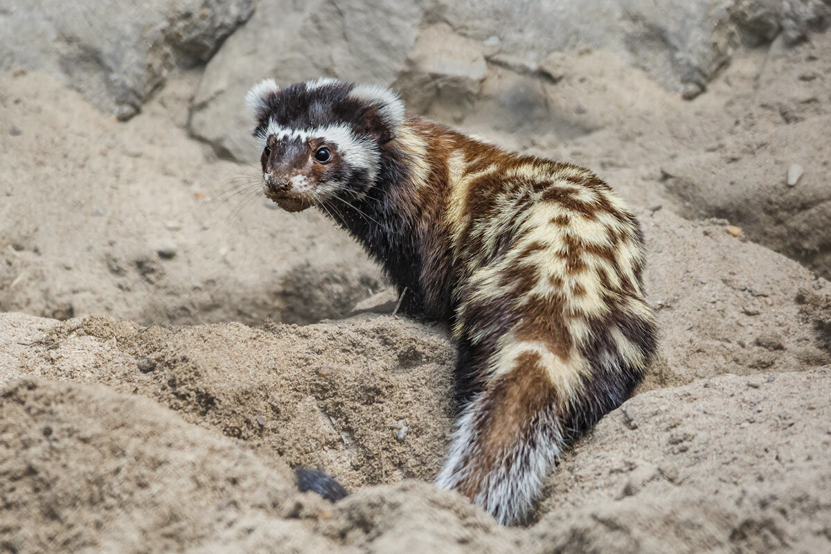 Перевязка - SanSan 