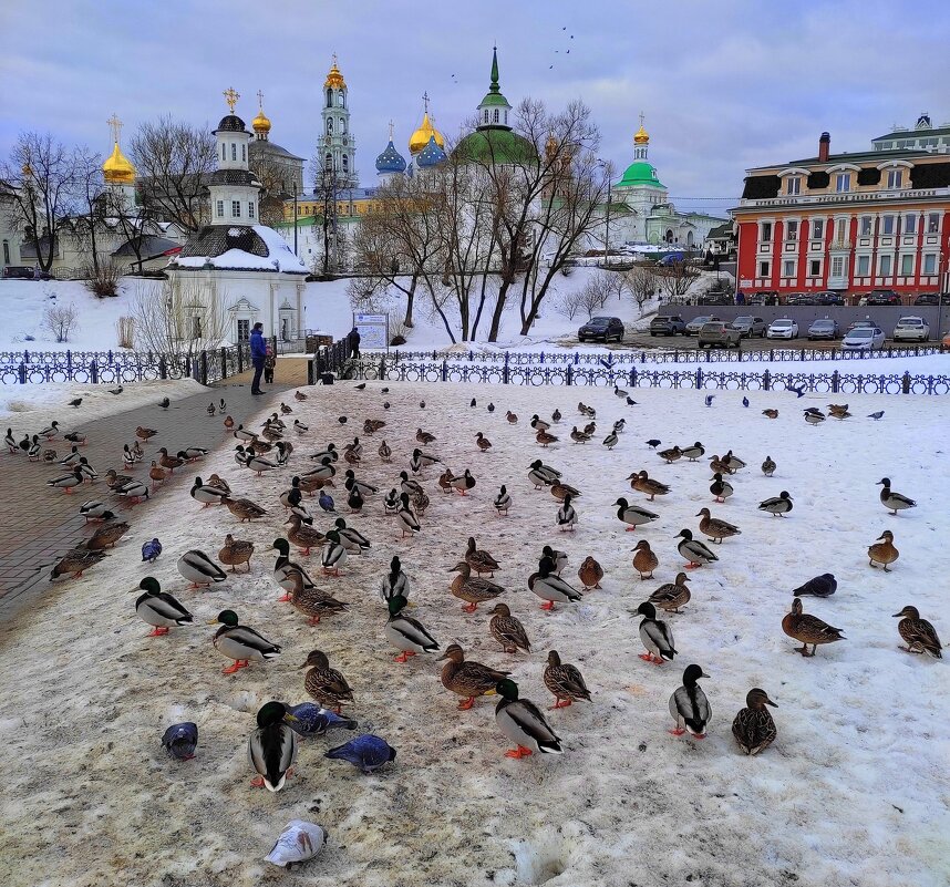 Утки возле Троице-Сергиевой лавры у реки Кончура - Марина Валиуллина