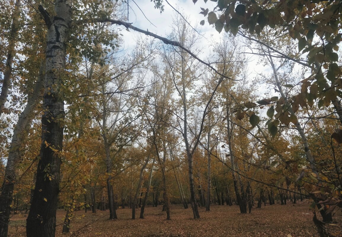 Золотой вечер. - Андрей Хлопонин