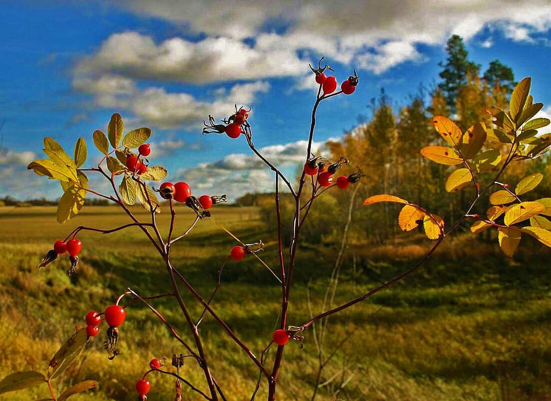 Сентябрь...Бабье лето в пойме Сырого Агана! - Владимир 
