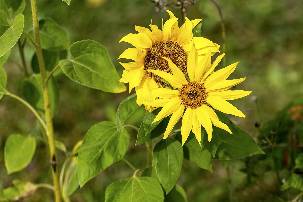 Осенние солнышки - Валерий Иванович