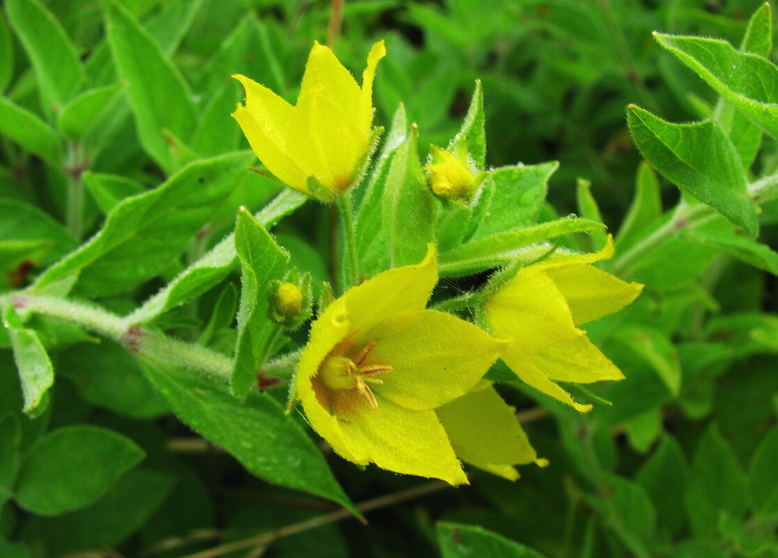 Вербейник - Людмила Смородинская