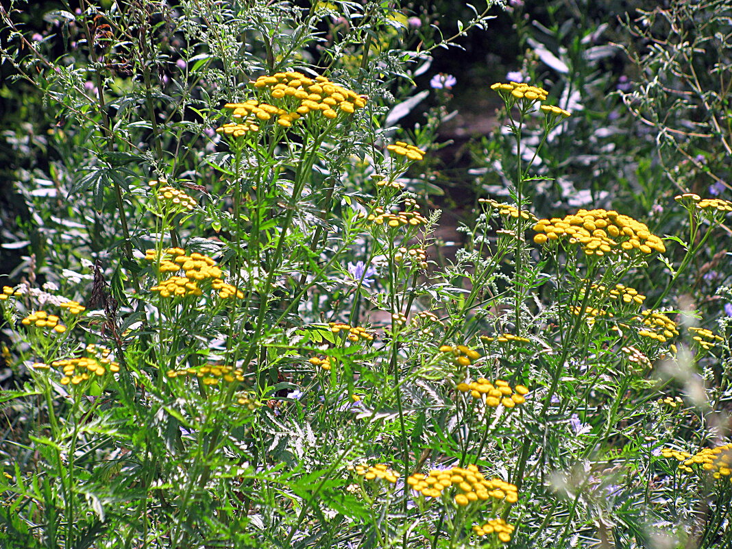 Цветы. - Владимир Драгунский