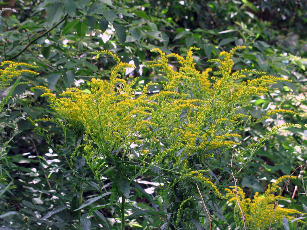 Цветы. - Владимир Драгунский