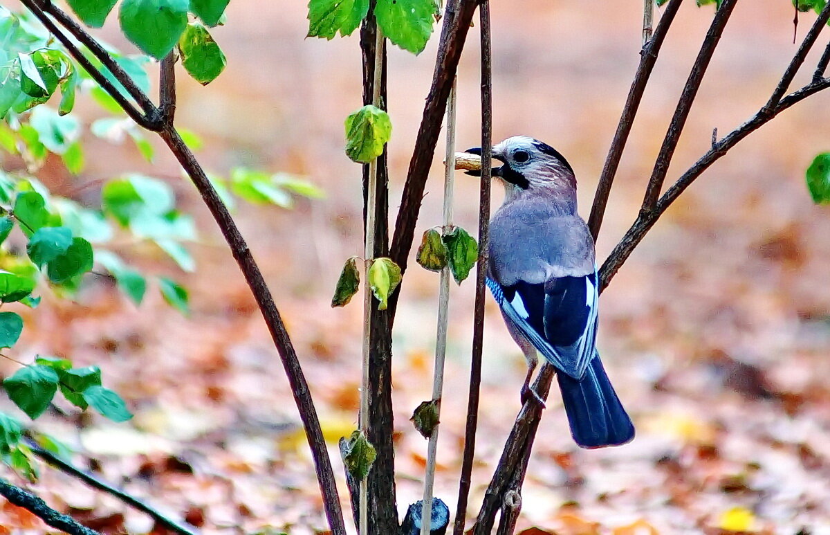 Сойка и печенье... - Николай Саржанов