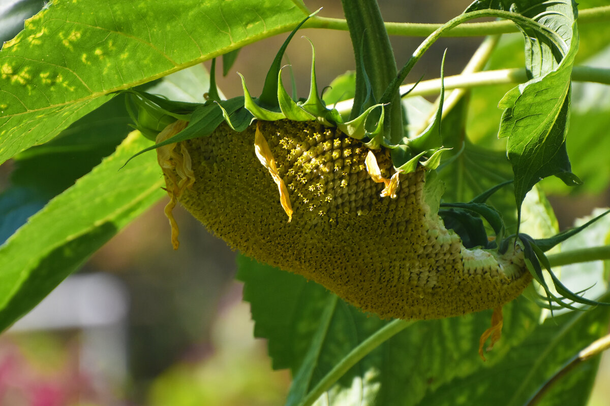 Москва. Сентябрь в Ботаническом... - Наташа *****