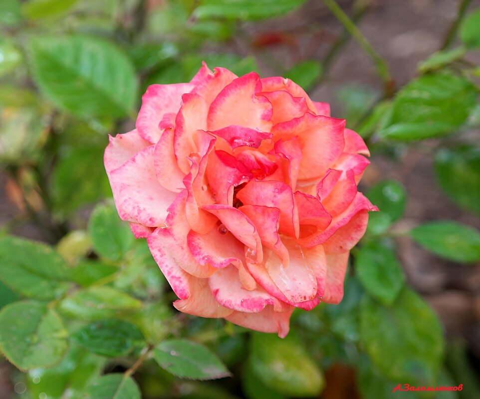 Краса осенняя.. - Андрей Заломленков