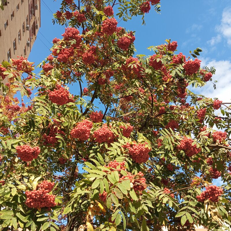 Рябина - Елена Семигина