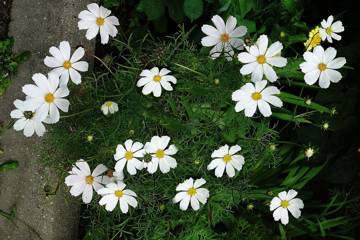 Космея - Рита Симонова