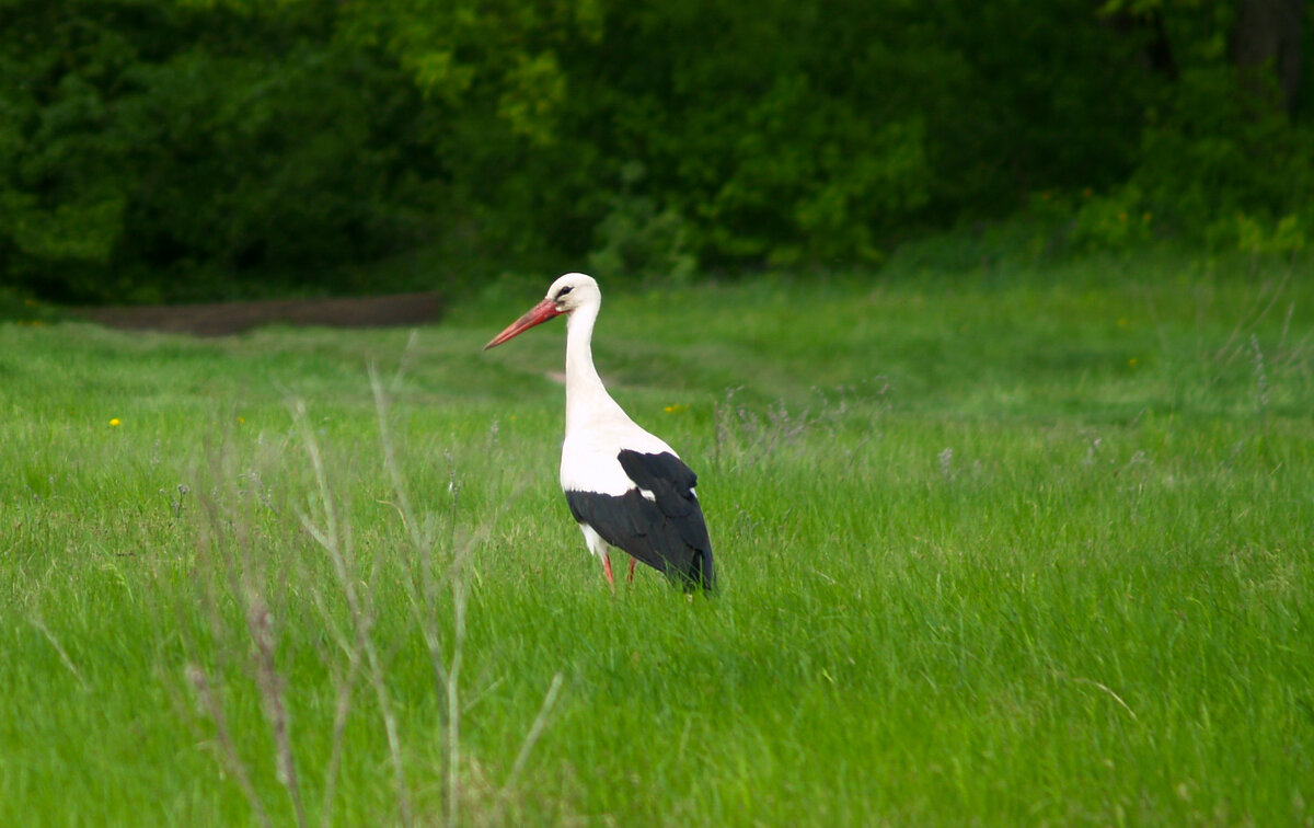 Аист в поле - Дмитрий Курский 