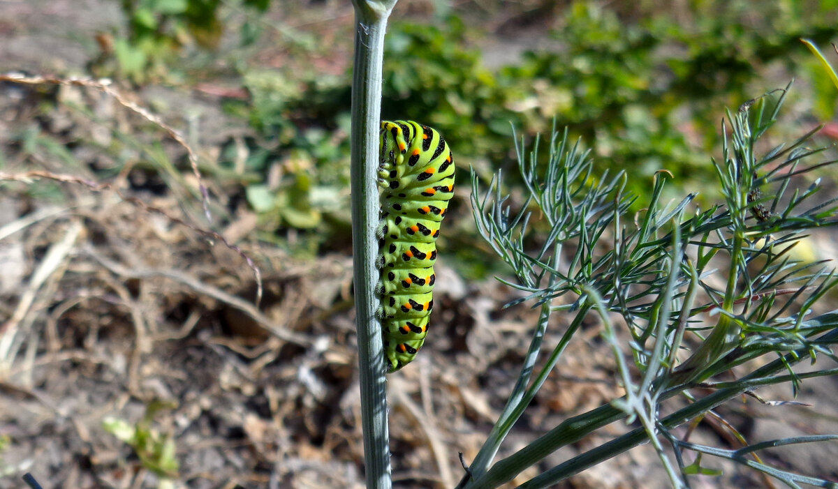 Гусеница - Дмитрий Курский 