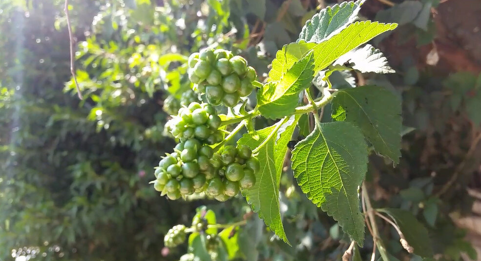 113 (128) - CLOSE WAYS ALL