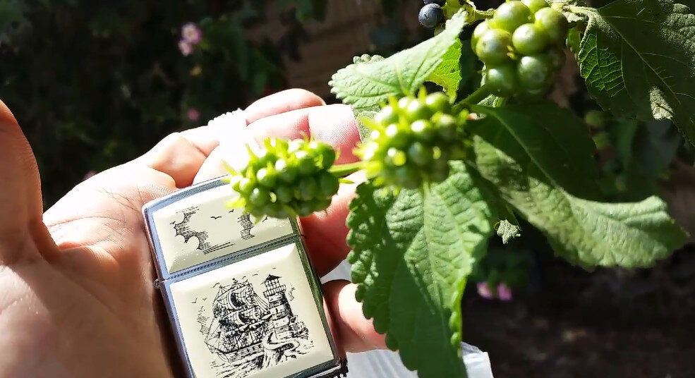 113 (130) - CLOSE WAYS ALL