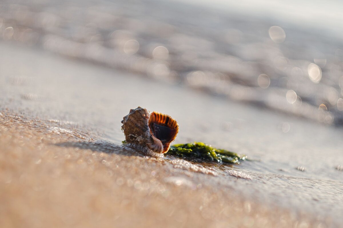 Осенний исход черноморской рапаны. - Анатолий Щербак