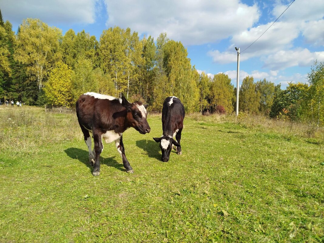 Выгул - Ольга Конькова