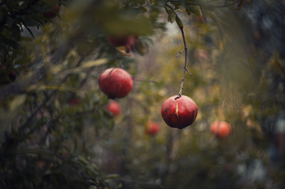 Осенние дары. - Анатолий Щербак