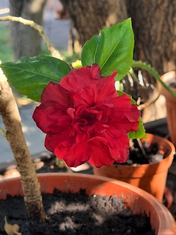 Расцвел сегодня - Наталья 