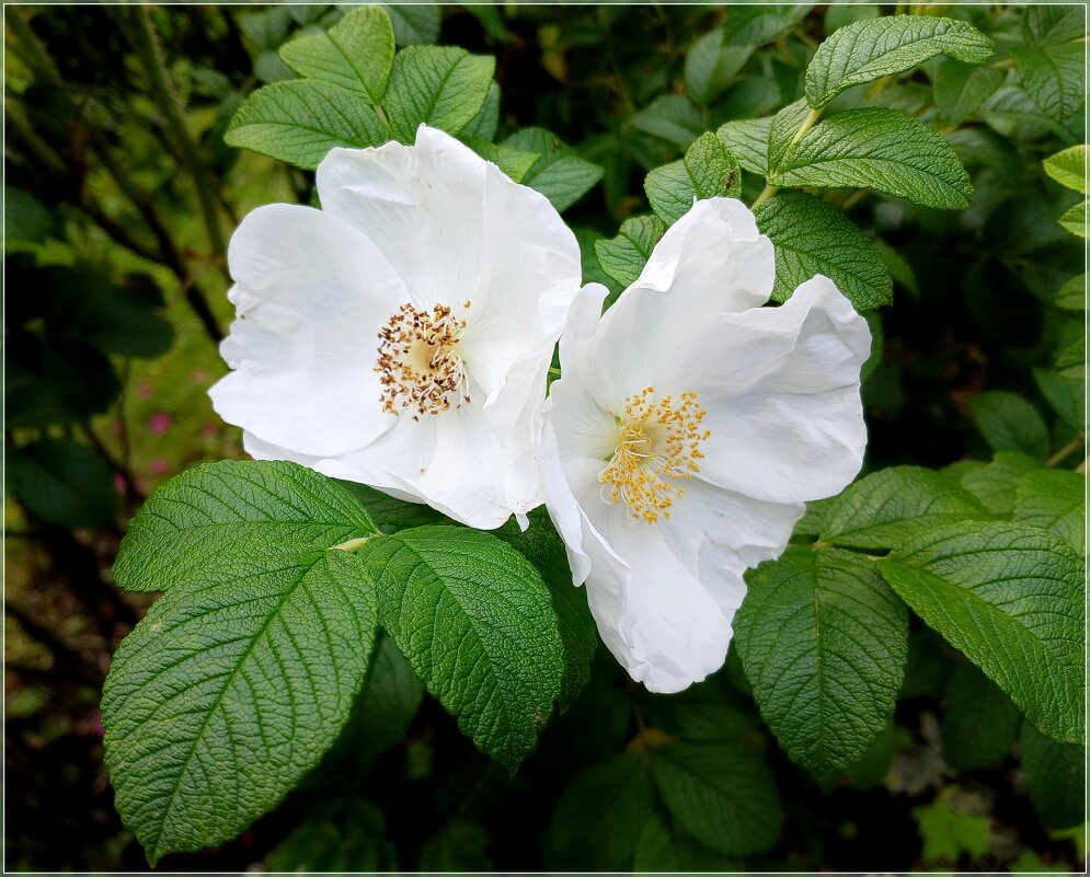 Белый шиповник. - Лия ☼