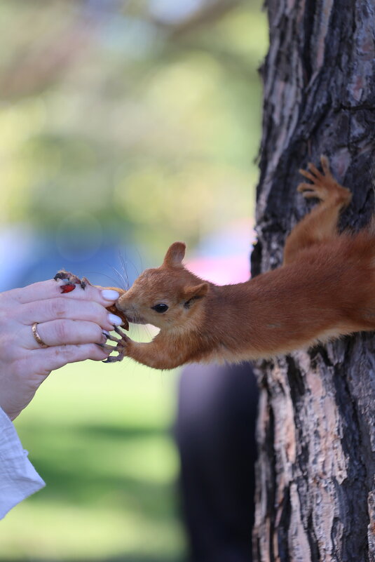 Доверие. - Александр Кондаков