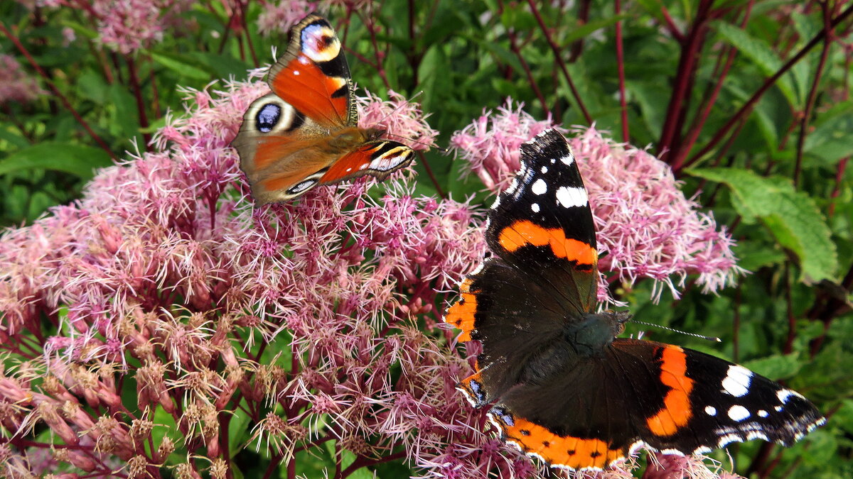 И мееста всем хватет! - rimgis 