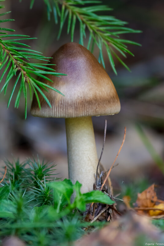 Amanita vaginata - Евгений Тарасов 
