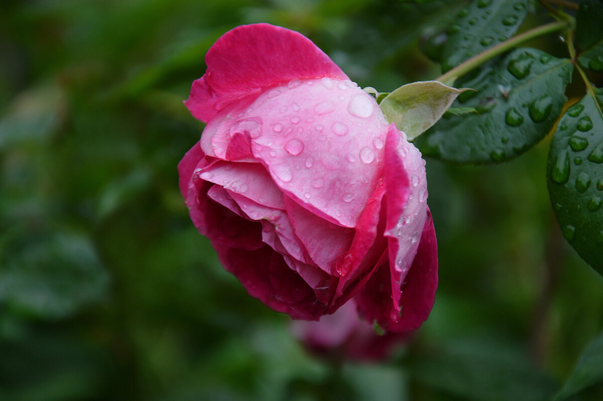 Осенние капельки - слезинки... - Надежда Куркина 