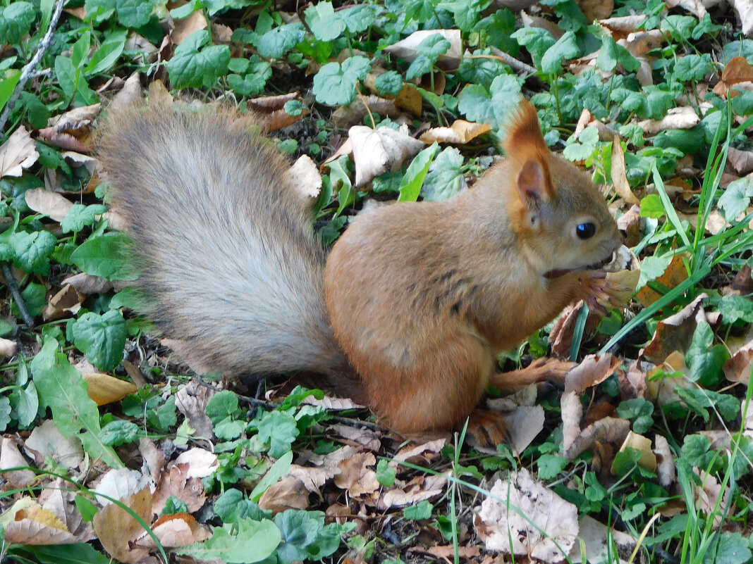 Белочка в парке - Наиля 