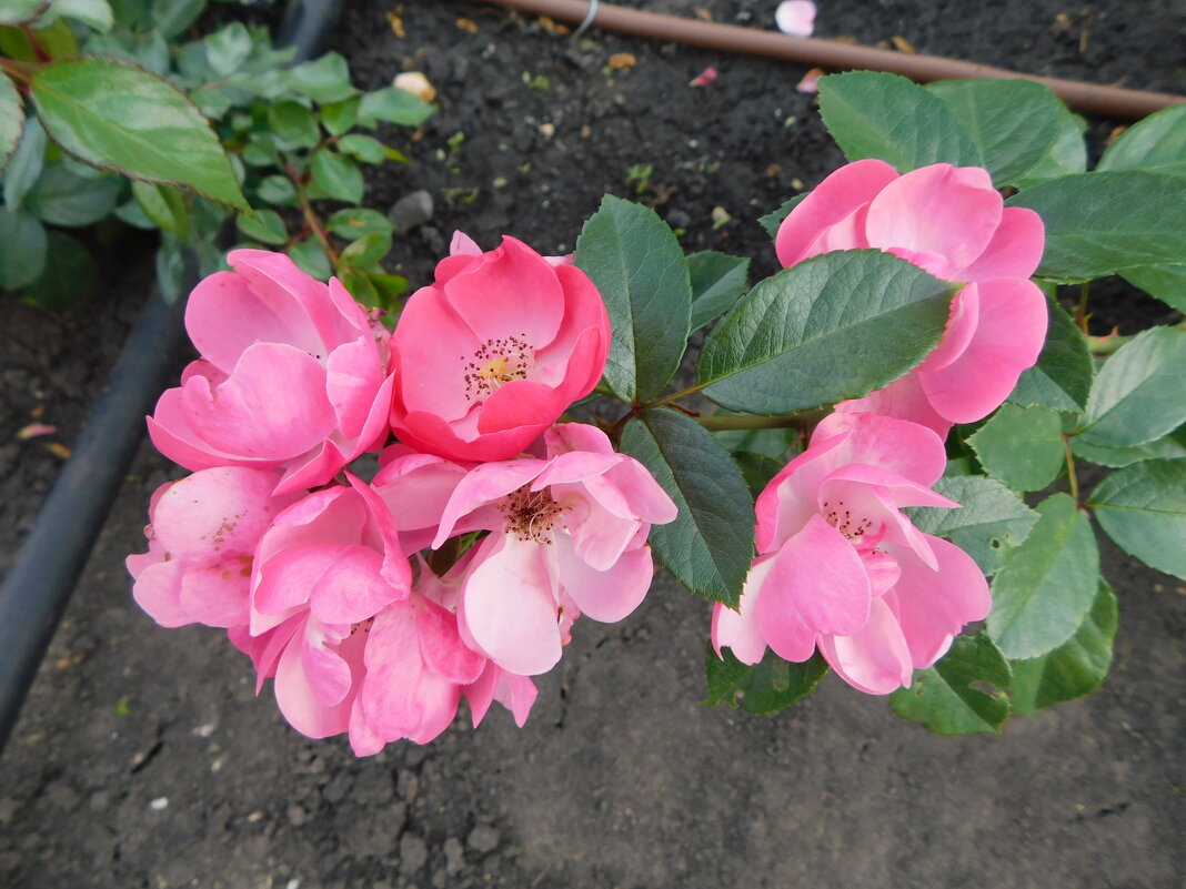 Роза Флорибунда Анжела - Наиля 