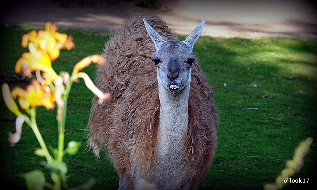 покажи зубки - Олег Лукьянов
